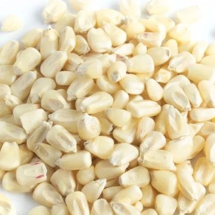 Maize